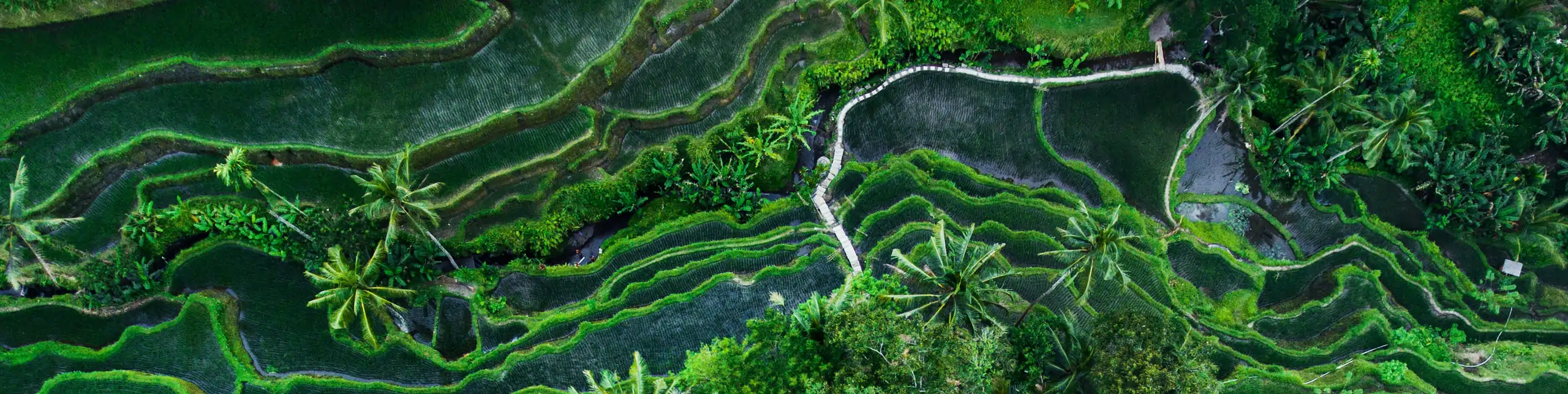 Tegallalang Rice terraces, Indonesia.