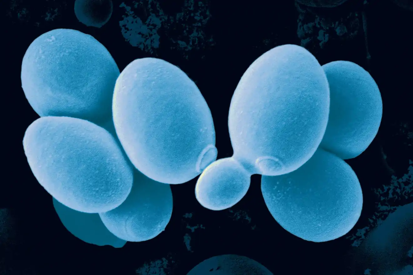 microbial yeast cells - blue