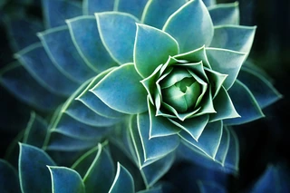 aerial view of succulents