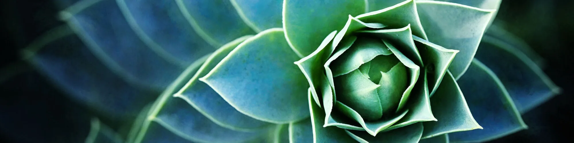 aerial view of succulents